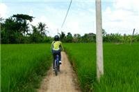 Bicicleta por los arrozales