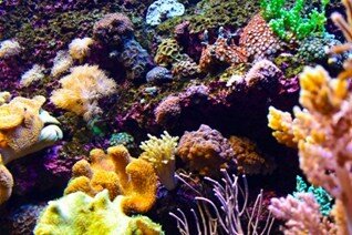 Descubrimiento de los corales y moluscos protegidos de Borneo