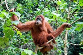 La Borneo de los orangutanes